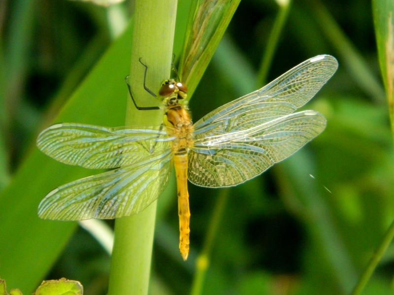 Sympetrum...??